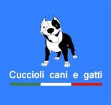 cuccioli cani e gatti Milano