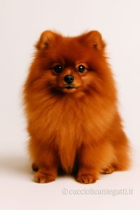 vendita cuccioli Milano