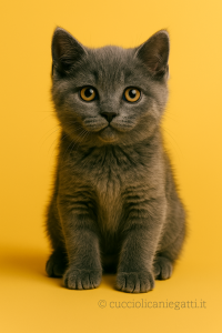 vendita cuccioli Milano