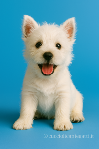 vendita cuccioli Milano